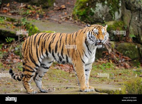 Siberian Tiger Panthera Tigris Altaica Side View Standing Looking