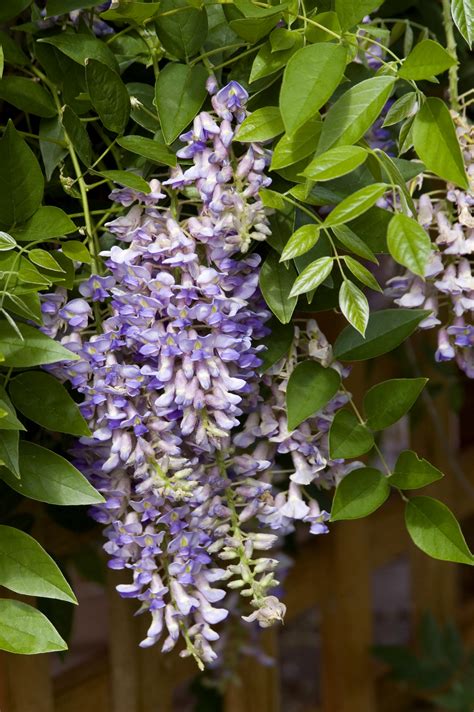 Maybe you would like to learn more about one of these? Summer Cascade Wisteria - Plant Library - Pahl's Market ...