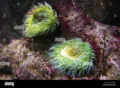 Giant Green Sea Anemones Hi Res Stock Photography And Images Alamy