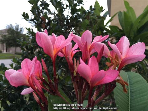 Truck loads of plumeria cuttings are arriving almost daily. Plumerias: Plant Care and Collection of Varieties - Garden.org