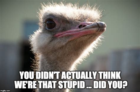 Ostrich Head Meme Running Scared
