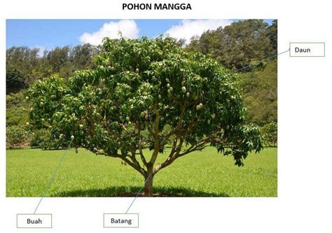 Deskripsi Pohon Mangga Tumbuh Tumbuhan