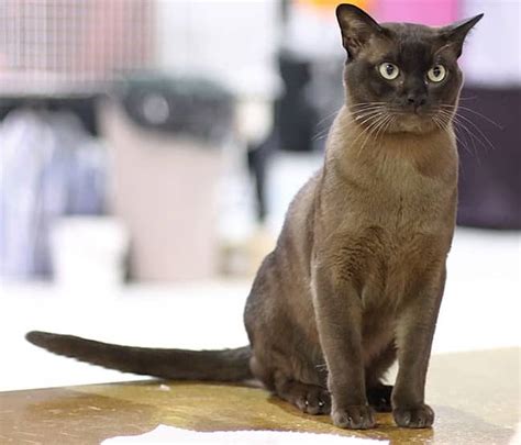 Burmese Cat Purrfect Cat Breeds