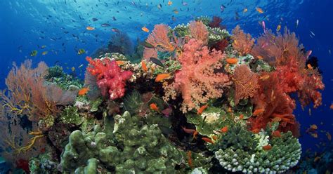Why Are Coral Reefs Important To Our Ecosystem Learn More