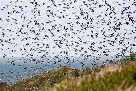 Ask Kenn Do More Birds Migrate Through The Eastern United States