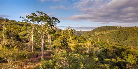 Zurich To Plant 1 Million Trees To Restore Biodiversity At Brazils