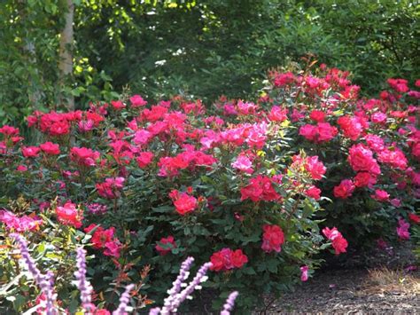 Knock Out Roses How To Grow Care And Use Knock Out Roses Hgtv