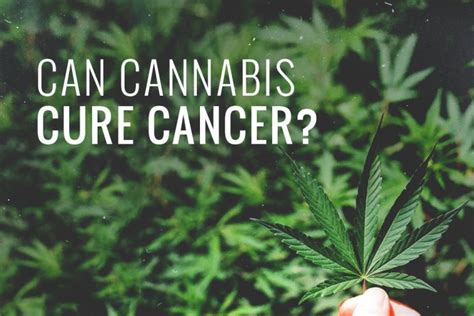 Cannabis For Cancer Treatment What You Need To Know Hempstreet
