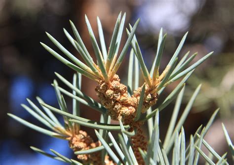 Piñon Pine Pinus Monophylla Small Tree Seedling