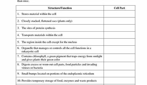 protein synthesis & amino acid worksheets