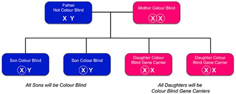Inherited Colour Vision Deficiency Colour Blind Awareness