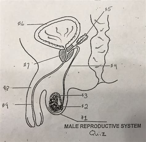 Male Reproductive System Anatomy Flashcards Quizlet