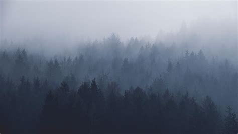 Pin By Siddharth Pable On Home Decor Foggy Forest Forest Wallpaper