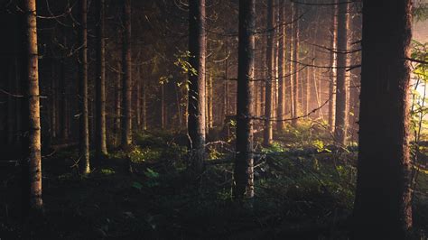 Dark Forest 4k Wallpapers Top Free Dark Forest 4k Backgrounds