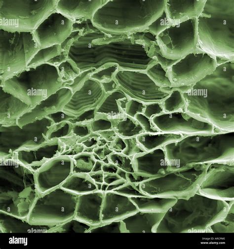 High Magnification Scanning Electron Microscope Image Of A Tradescantia