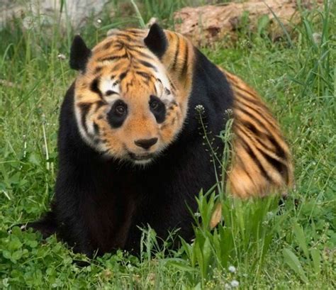 Tiger And Panda Mixed Animal Mashups Animals Zoo Animals