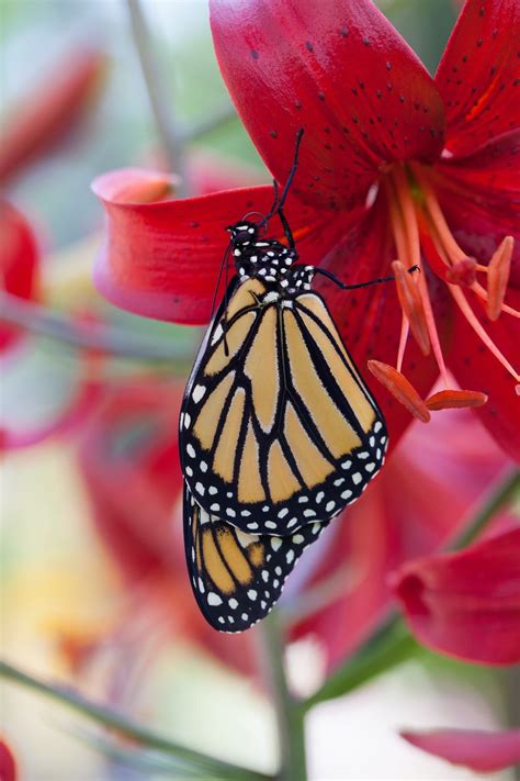 Check spelling or type a new query. Monarch with Lily | Monarch butterfly, Butterfly flowers ...