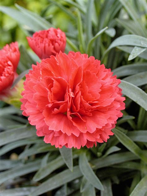 Firewitch dianthus, pink dianthus gratianopolitanus firewitch, dianthus gratianopolitanus firewitch, firewitch garden pinks. Perennial - Dianthus (With images) | Plant nursery, Garden ...