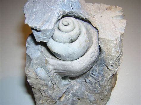 Fossil Seashell Minerals Crystals Rocks Sea Shells Amber Fossils