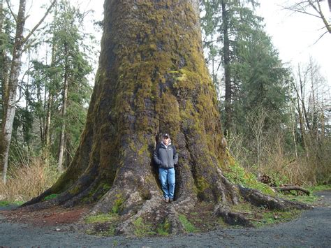 Tad And Oldest Tree In Oregon Brushvellum Flickr
