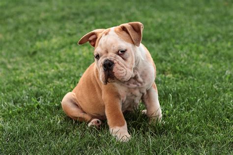 Top 15 Dog Breeds With Short Tails Amazing Short Tail Dogs
