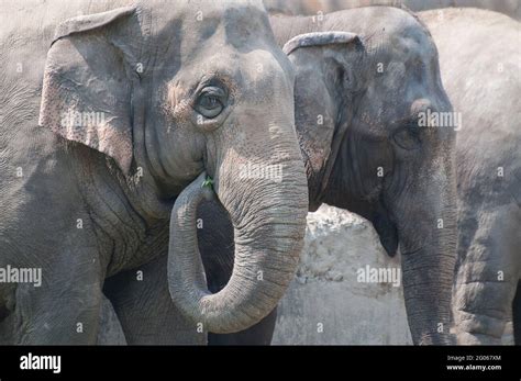 Close Up Of Indian Elephants Elephas Maximus Indicus Eating Green
