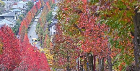 モミジバフウの並木道、秋のグラデーション 京都・桂坂ニュータウン 写真特集14 毎日新聞