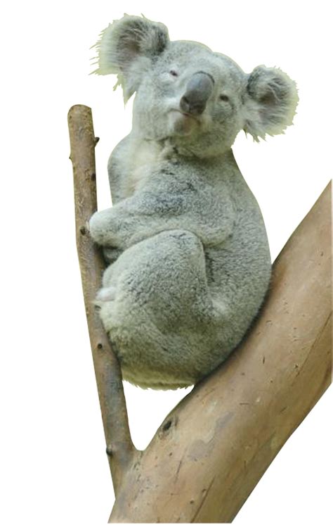 Koala Png Hd Transparent Koala Hdpng Images Pluspng I