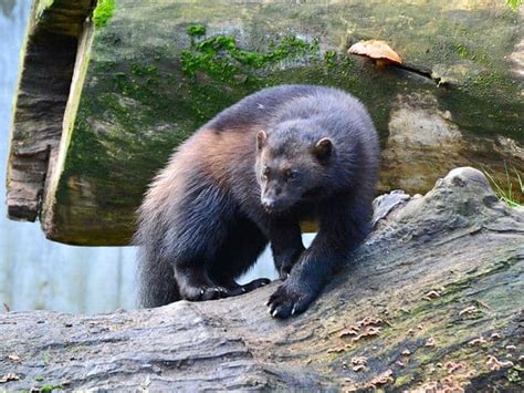 In this article we'll learn some of the most common causes of camel toes and what measure you can take to prevent from appearing. Wolverine vs Gray Wolf fight comparison, who will win?