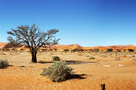 Ecosistema Del Desierto