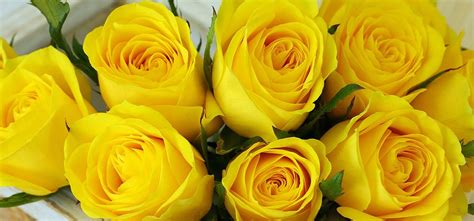 Top 10 Most Beautiful Yellow Roses Most Beautiful Images Love Flowers