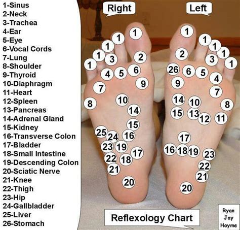 Reflexology Of Feet Massage Chart