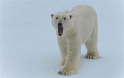 Growling Polar Bear On An Ice Floe In Svalbard Norway 81st Parallel