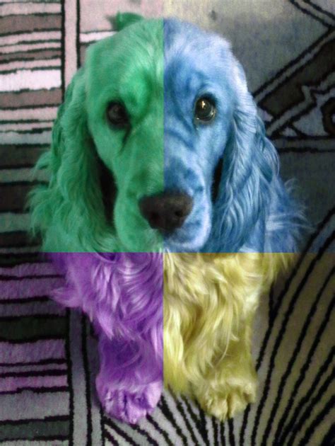 Pin On Rainbow Dogs