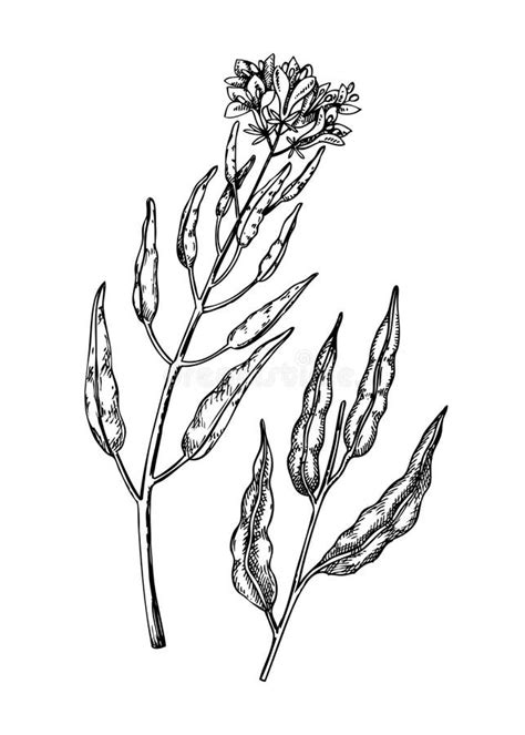 Fresh Mustard Sketch Hand Sketched Spice Plant Illustration Healthy