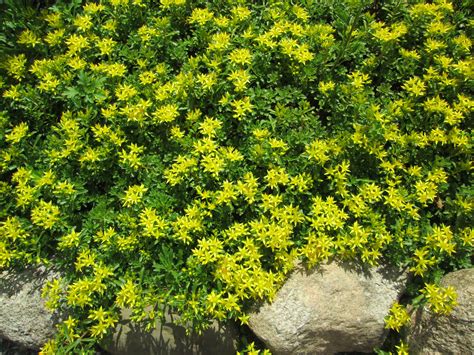 As one of the hardiest plants for between pavers, creeping jenny grows in usda zones two through ten. The gallery for --> Sedum Ground Cover Full Sun