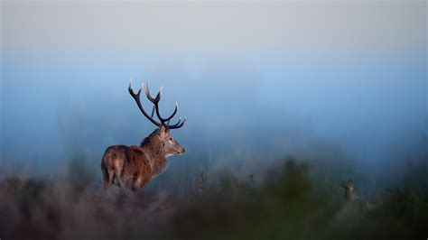 Wildlife Fine Art Photos Red Deer Stags In The Mist