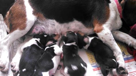 Beagle puppies nursing (2 days old) - YouTube