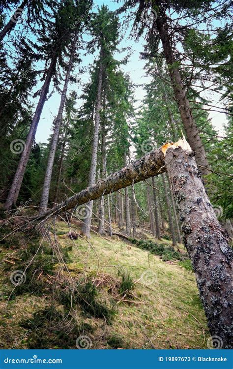 Broken Tree In Forest Vegetation Stock Image Image Of Tree Condition