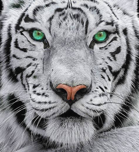 White Tiger Art