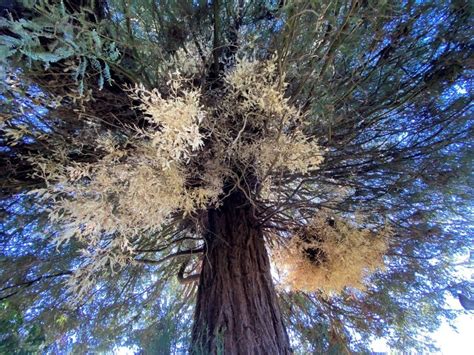 Rare Albino Redwoods May Hold Clues To Ecosystem Health Atlas Obscura