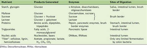 Digestive Enzymes And Functions Table Elcho Table