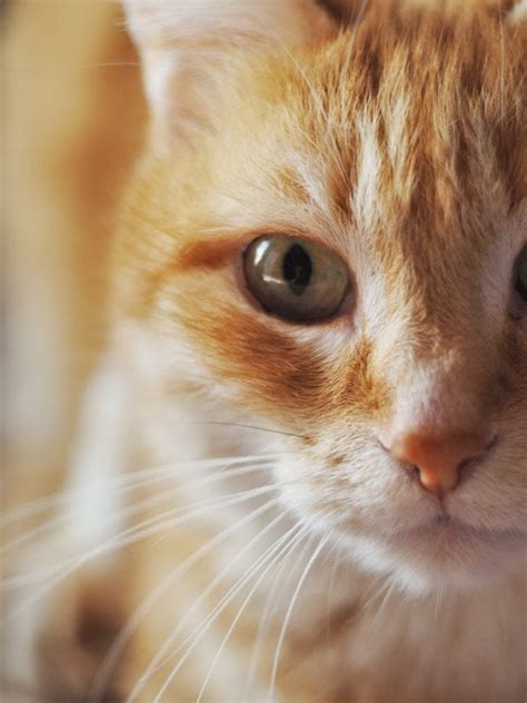 How To Spot Cat Eye Infections