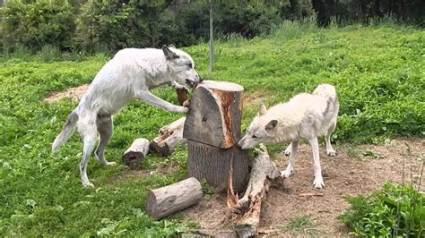 Wolf Enrichment Youtube