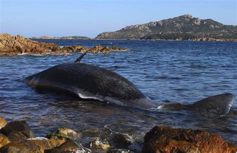 Bild Zu Toter Wal Vor Sardiniens Küste Hatte 22 Kilo Plastik Im Magen Bild 1 Von 1 Faz