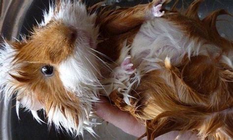 How To Care For Guinea Pigs 2021 Tips Timeline Pets
