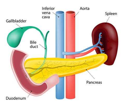 Where Is Your Spleen Located In Your Body Diagram Photos