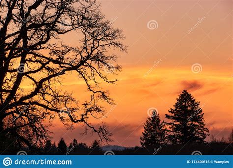 Oak Tree Silhouette Against A Winter Sunset Sky Stock Photo Image Of