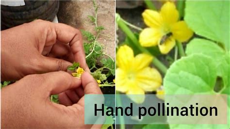 How To Do Hand Pollination Youtube