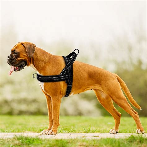 Easy To Walk Dog Front And Back Clip Harness And Leash Set No Pull